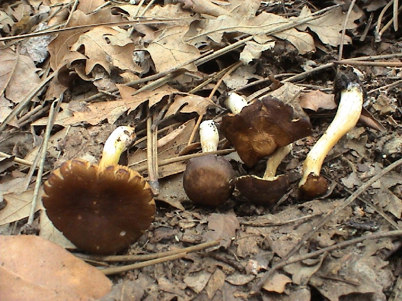 Vari funghi primaverili